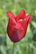 red tulip