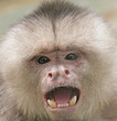 singe capucin 1