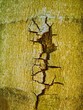 geplatzt