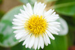 blume 1