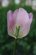 tulip