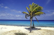 palme nahe pink beach, bonaire palme nahe pink beach, bonaire