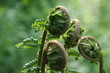 fern