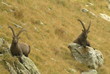 cornuti e rilassati cornuti e rilassati