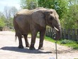 elefant