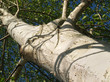 paper birch (betula papyrifera), looking up