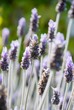 lavender lavender