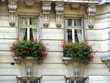 fenêtres jumelles fleuries, paris xvii fenêtres jumelles fleuries, paris xvii