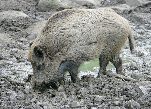 sanglier 1