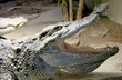 crocodile siamois 1