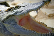 crocodile siamois 2