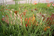 dew point