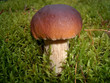 white mushroom (cep)
