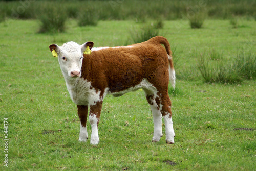 young hereford cow standing up. young hereford cow standing up.
