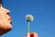 bloweing dandelion #3