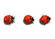 three red ladybugs in line three red ladybugs in line