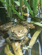grenouille