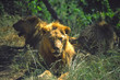 lion