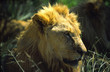 lion portrait