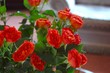 Red Roses...