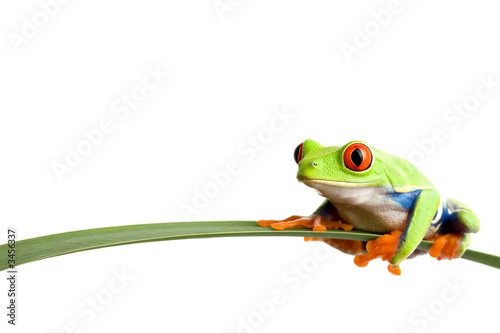 frog on a leaf