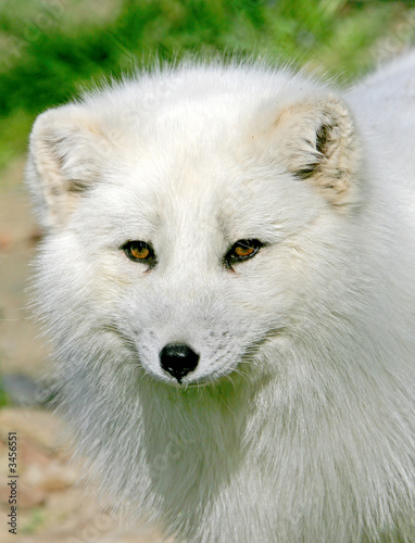 renard blanc 1