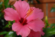 hibiscus hibiscus