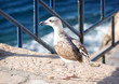 Seagull Seagull