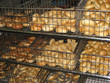 case of bagels