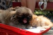 best friends