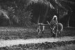 ploughing