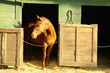 cavallo
