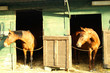 cavallo