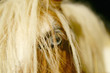 cavallo