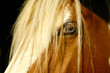 cavallo