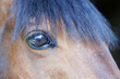 cavallo