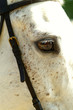 cavallo
