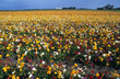 blumen blumen