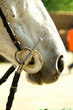 cavallo