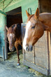 cavallo