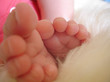 petit pied petit pied