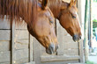 cavallo