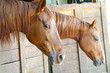 cavallo