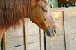 cavallo