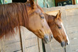 cavallo