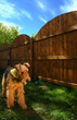 Images : airedale terrier sky