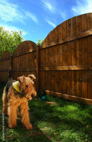 airedale terrier sky