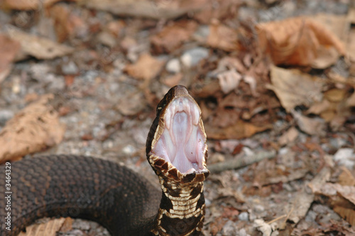 Photo: cottonmouth snake cottonmouth snake