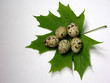 five quail eggs five quail eggs