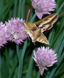 sphinx convolvuli